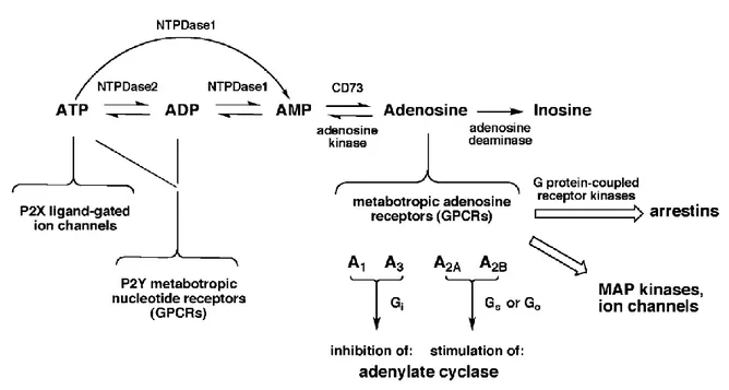 Fig.  1  –  Purinergic  System  –  Summary  of  the  principal  components  of  the  purinergic  system:  ATP,  adenosine,  ATP  and  adenosine  receptors,  ecto-nucleotidases  (nucleoside  transporters  are  not  depicted  in  the  scheme)  and  relation 