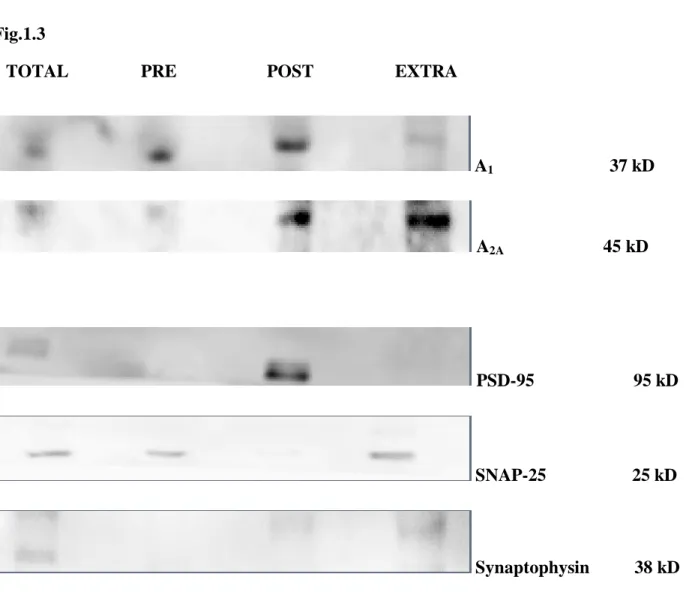Fig. 1.3 – Western blot  images showing the presence  of  A 1  and  A 2A  receptors in pre, post and  extrasynaptic  fractions  of  the  hippocampus  of  5  to  7  days-old  pups