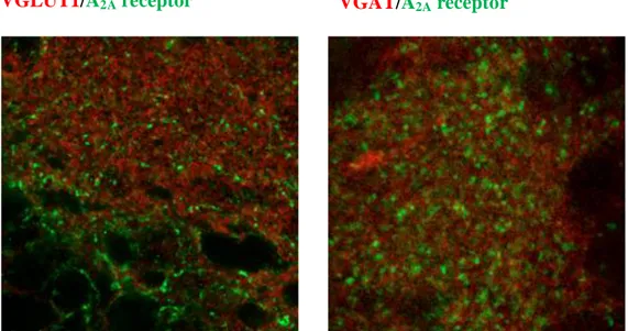 Fig.  1.4  –  Confocal  images  of  double  immunohistochemically  labeled  sections  with  A 2A   receptor  antibody  (green) and VGLUT1 or VGAT antibodies (red) in the hippocampus from a PD 6 mice pup in regions where  both  proteins  are  present