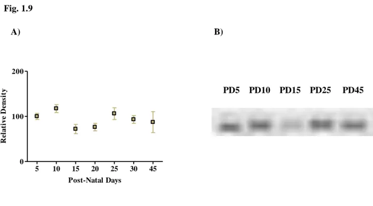 Fig.  1.9  –  Postnatal  ontogenic  profile  of  the  immunoreactivity  of  P2X 2   subunit  of  ATP  receptors  in  mice  hippocampal membranes