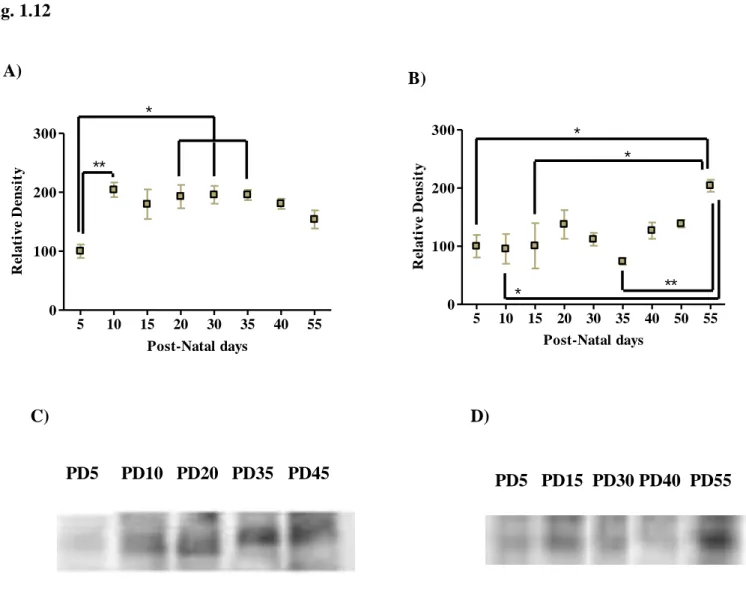 Fig.  1.12  –  Postnatal  ontogenic  profile  of  the  immunoreactivity  of  P2Y 6   and  P2Y 12   ATP  receptors  in  mice hippocampal membranes