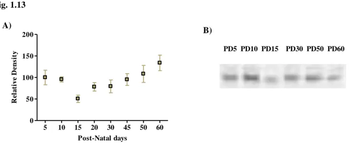 Fig.  1.13  –  Postnatal  ontogenic  profile  of  the  immunoreactivity  of  P2Y 4   ATP  receptors  in  mice  hippocampal  membranes