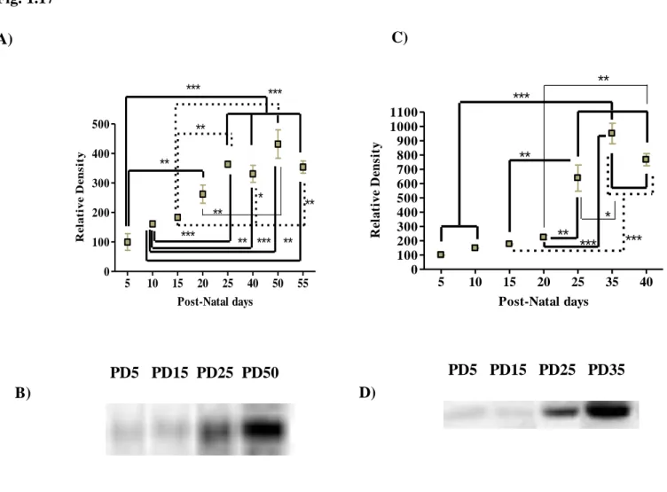 Fig.  1.17  –  The  postnatal  ontogenic  profile  of  the  immunoreactivity  of  KCC2  and  PSD-95  in  hippocampal membranes