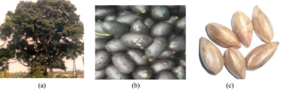 Figure 1. CS: (a) tree; (b) fruits; (c) cores. 