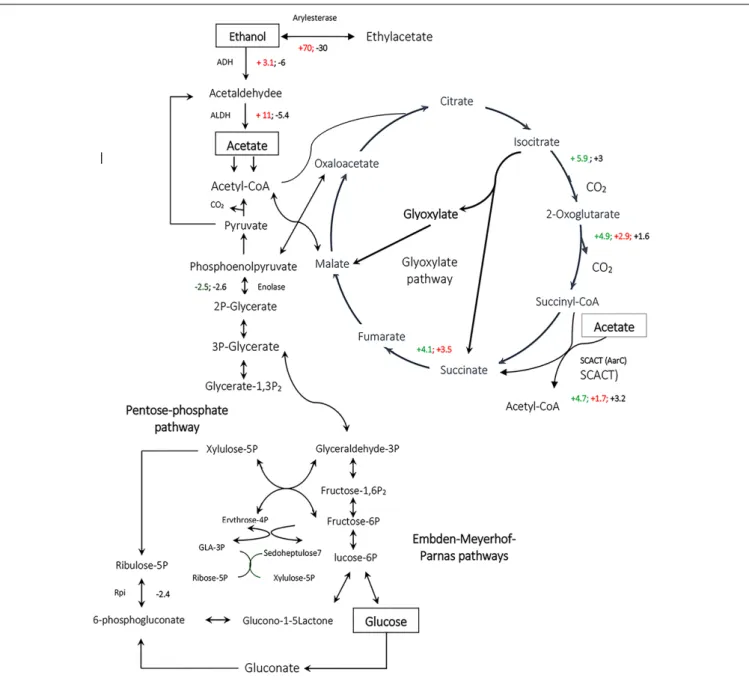FIGURE 6 | Comparative analysis of the expression of enzymes involved in metabolic pathways for Acetobacter spp