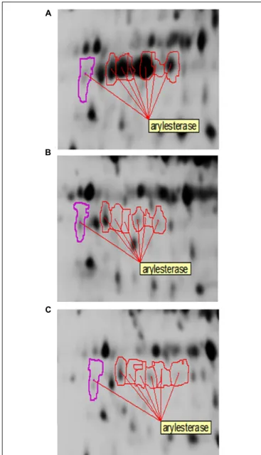 FIGURE 7 | Changes of arylesterase isoforms of A. senegalensis LMG 23690 T acclimated to different carbon sources