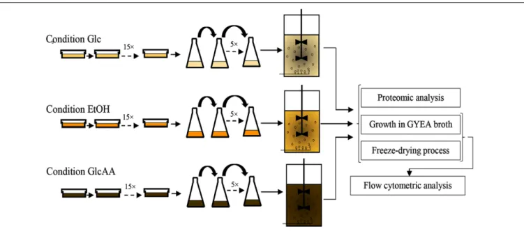 FIGURE 1 | Experimental procedure used for the sequential acclimation of Acetobacter senegalensis LMG 23690 T to different carbon sources.