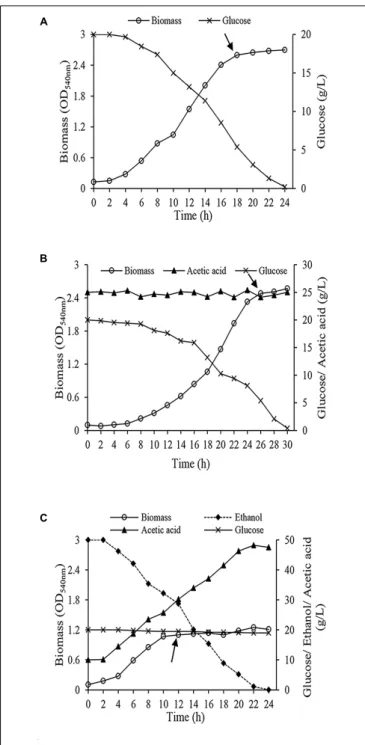 FIGURE 2 | Growth of Acetobacter senegalensis LMG 23690 T in different carbon sources under regulated conditions (Lab-scale bioreactor, at 30 ◦ C and pH 3.9 ± 0.1) (A) cells acclimated to glucose (Glc condition), (B) cells acclimated to a mixture of ethano