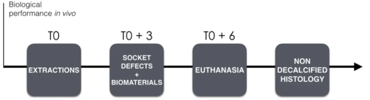 Figure 1. Study time line on biological performance. 