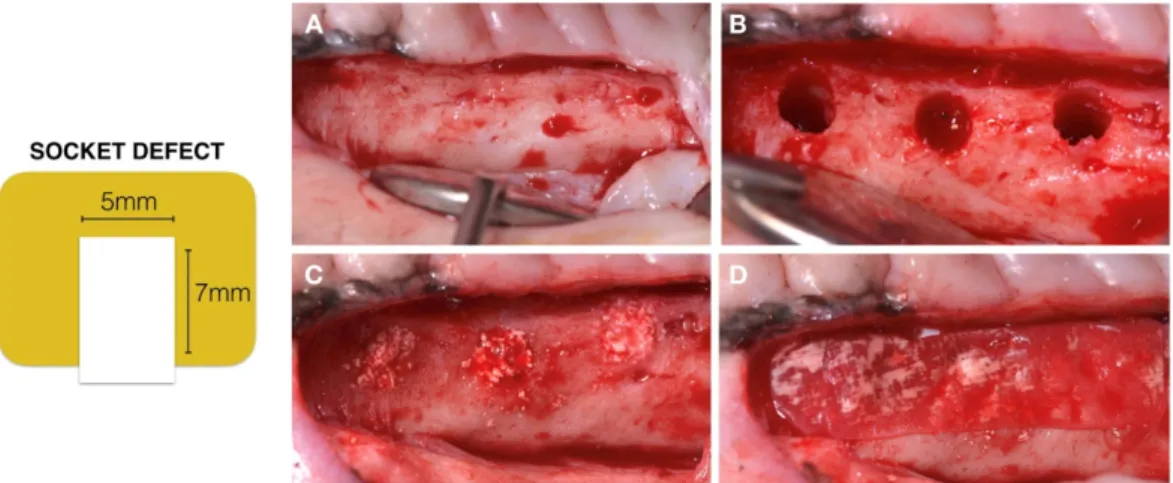 Figure 2. A Maxillae alveolar ridge after 3 months’ extraction; B Socket defect; C Sockets filled with  the 3 experimental biomaterials; D Collagen membrane covering socket defects