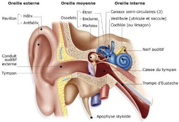 Figure 30: schéma anatomique de l'oreille 
