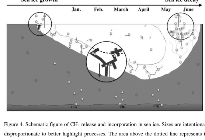 Figure 4. Schematic figure of CH 4  release and incorporation in sea ice. Sizes are intentionally 2 