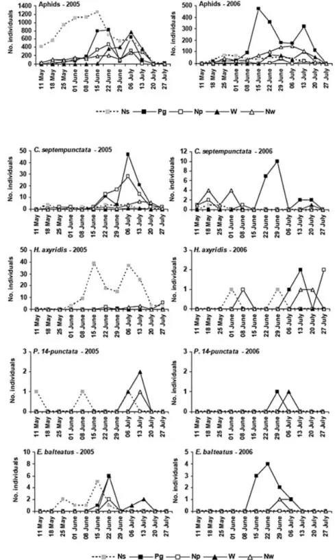 Figure 3 Seasonal occurrence and abundance of the main predatory species that preyed on aphids in  sting-ing nettle, green pea and wheat patches through 2005 and 2006 seasons