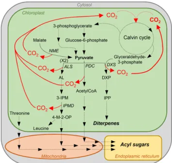Figure 8. Model showing some of the CO 2 -generating metabolic pathways in tobacco glandular trichomes