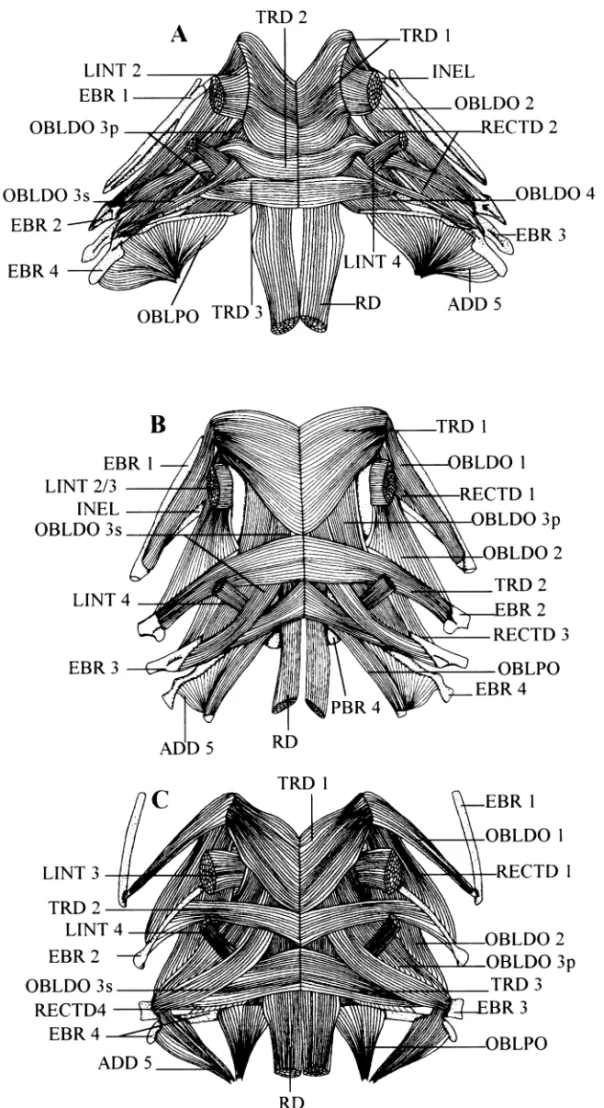 Fig. 6 —Dorsal view of upper pharyngeal jaw muscles. —A. In Snyderidia canina. —B. In Carapus bermudensis