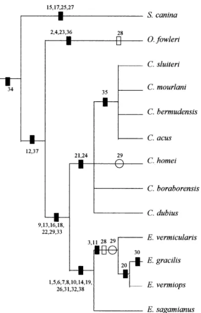 Fig. 7 — Cladogram of relationships of species in Carapini. Dark  rectangles indicate uniquely derived nonhomoplastic characters, open  rectangles indicate homoplasies and open circles indicate reversal