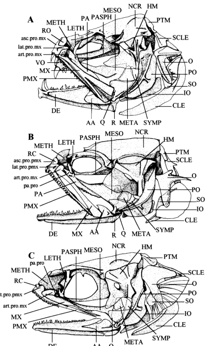 Fig. 1 —Lateral view of the skull and associated bones. — A . In  Snyderidia canina . — B 