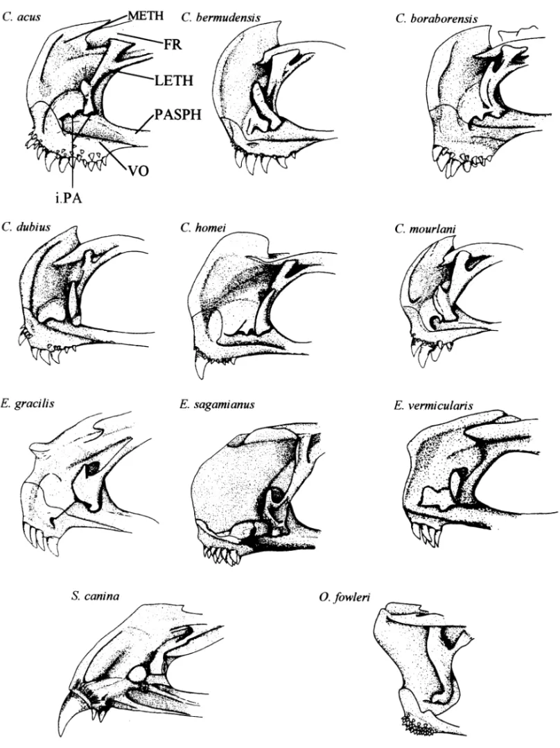 Fig. 2 —Lateral view of the anterior part of the neurocranium in different Carapidae.
