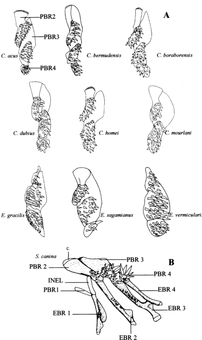 Fig. 3 —Ventral view of the left upper pharyngeal jaws. — A. In different Carapini . — B