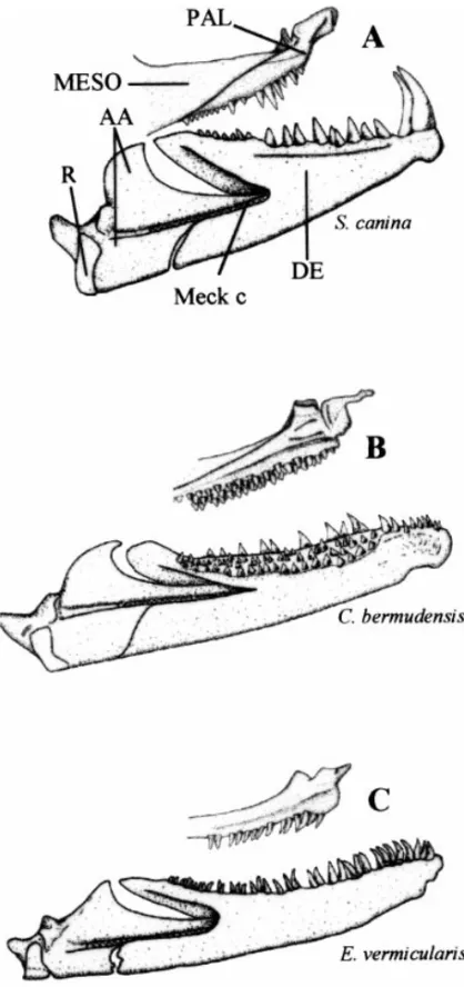 Fig. 4 —Inner lateral view of the left palatine and mandible. 