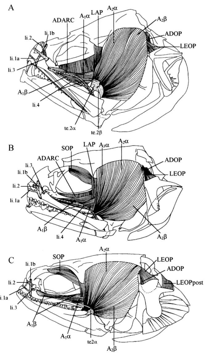 Fig. 5 —Lateral view of the superficial muscles. —A. In Snyderidia canina. — B. In Carapus mourlani