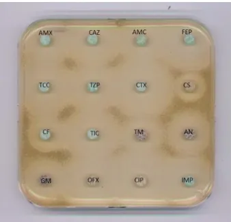 Figure  1. Antibiogramme d’une souche d’E.coli sauvage