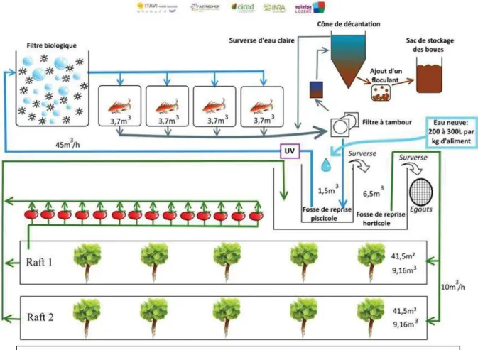 Figure 4 : Schéma du pilote aquaponique situé à l’ASTREDHOR-RATHO (Lucile Delorme) 