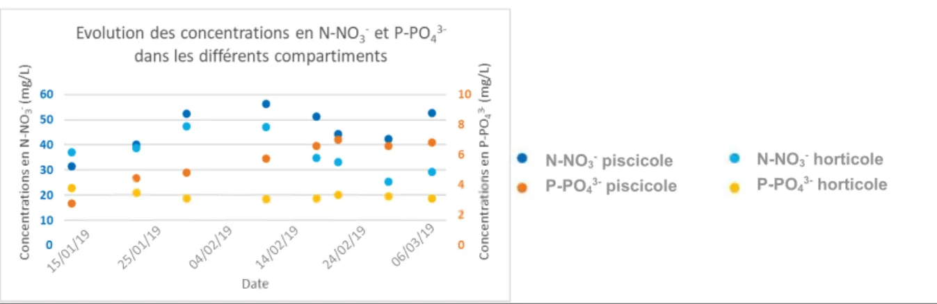Figure  6 :  Evolution  des  concentrations  en  azote  (N-NO 3 - )  et  phosphore  (P-PO 4 3- )  dans  les  compartiments durant le bilan de masse 2019 