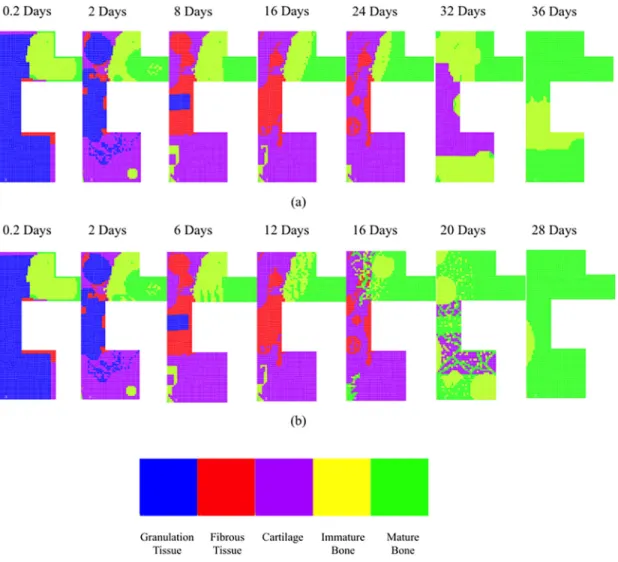 FIG. 9. (Color online) Predicted healing patterns when cells originate from the three origins (black arrows): (a) The analysis was run without including US;