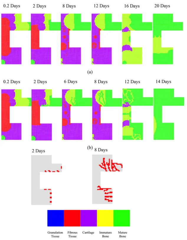 FIG. 5. (Color online) Predicted healing patterns when cells are immediately distributed within the fracture: (a) The analysis was run without including US;
