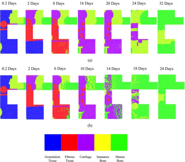 FIG. 6. (Color online) Predicted healing patterns when cells originate from the periosteum cortical interface (black arrows): (a) The analysis was run without including US; and (b) ultrasound effect was taken into consideration.