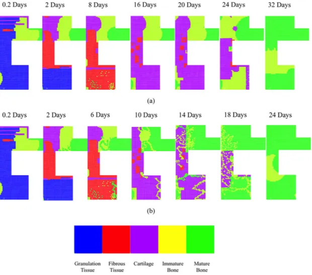 FIG. 7. (Color online) Predicted healing patterns when cells originate from the periosteum layer (black arrows): (a) The analysis was run without including US; and (b) ultrasound effect was taken into consideration.