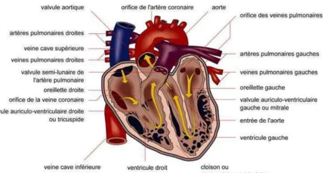 Figure 10: Anatomie du cœur humain  (78) 