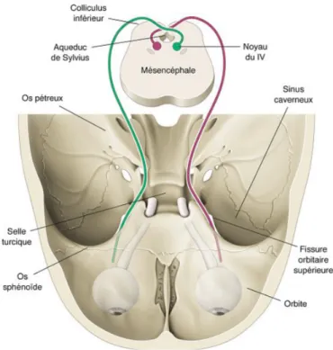 Figure 3 : Représentation schématique du trajet anatomique du nerf trochléaire (IV). 