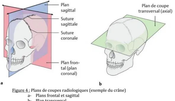 Figure 4 : Plans de coupes radiologiques (exemple du crâne)  a-  Plans frontal et sagittal 
