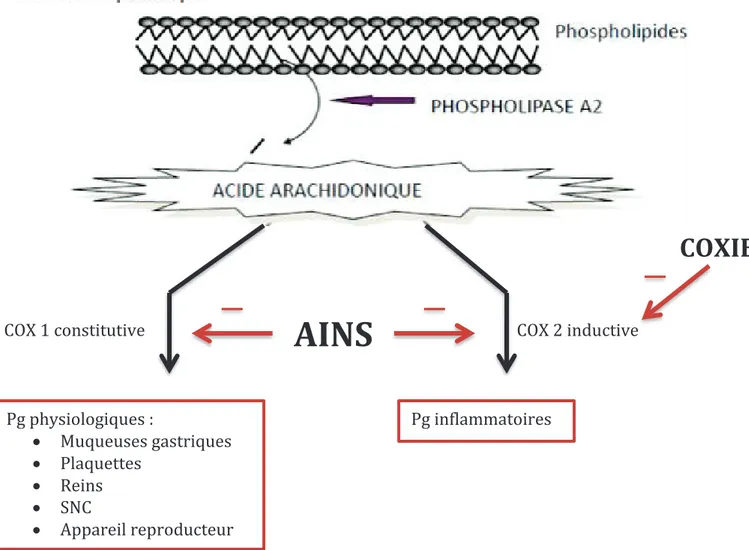 Figure 1 : Le mécanisme d’Action des anti inflammatoires non stéroïdiens (AINS) 