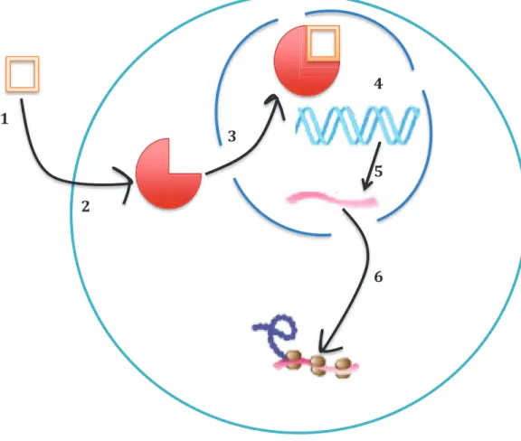 Figure 3 : Mécanisme d’action des anti inflammatoires stéroïdiens 