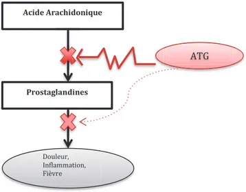 Figure 6 : Mécanisme d’action des antalgiques non opiacés  