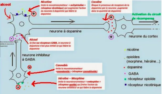 Figure 9 - schéma neurotransmission héroïne  (source : http://drogue-et-dependance.blogspot.fr)