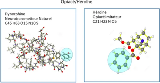 Figure 10 - Schéma similitude molécule Dynorphine et Héroïne  (source : http://drogue-et- http://drogue-et-dependance.blogspot.fr)
