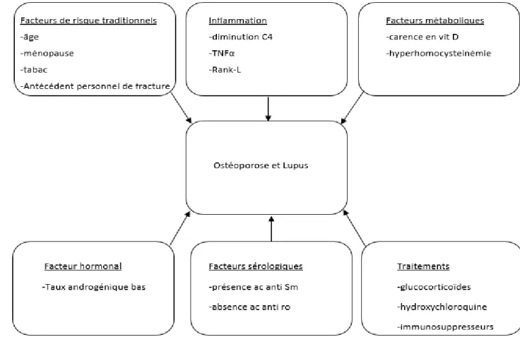 Figure 1. Facteurs de risque présumés d’ostéoporose dans le LES  (9).