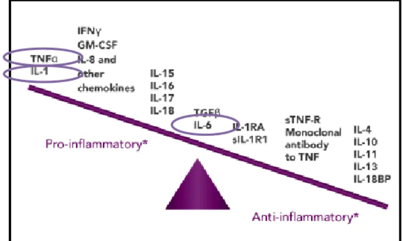 FIGURE N°2.  LA BALANCE DES CYTOKINES PRO ET ANTI-INFLAMMATOIRES  www.jakpathways.com 