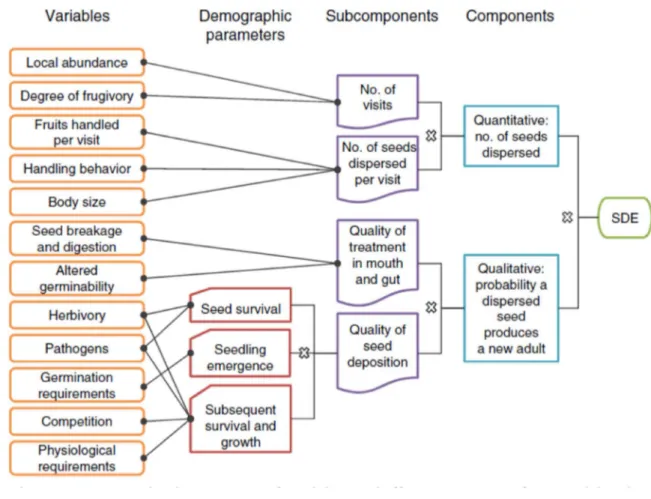 Figure 1. from Schupp et al. (2010), page 336: “A hierarchical flow chart representing the determinants of  seed dispersal effectiveness (SDE) for a model endozoochorous seed dispersal system