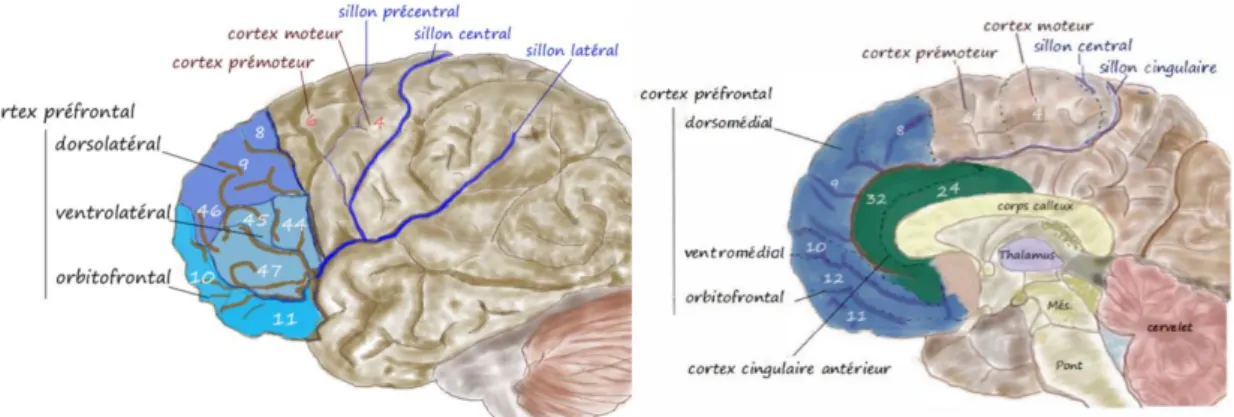 Figure 5 : Anatomie du cortex préfrontal : vue latérale et vue médiale(Vitte et al. 