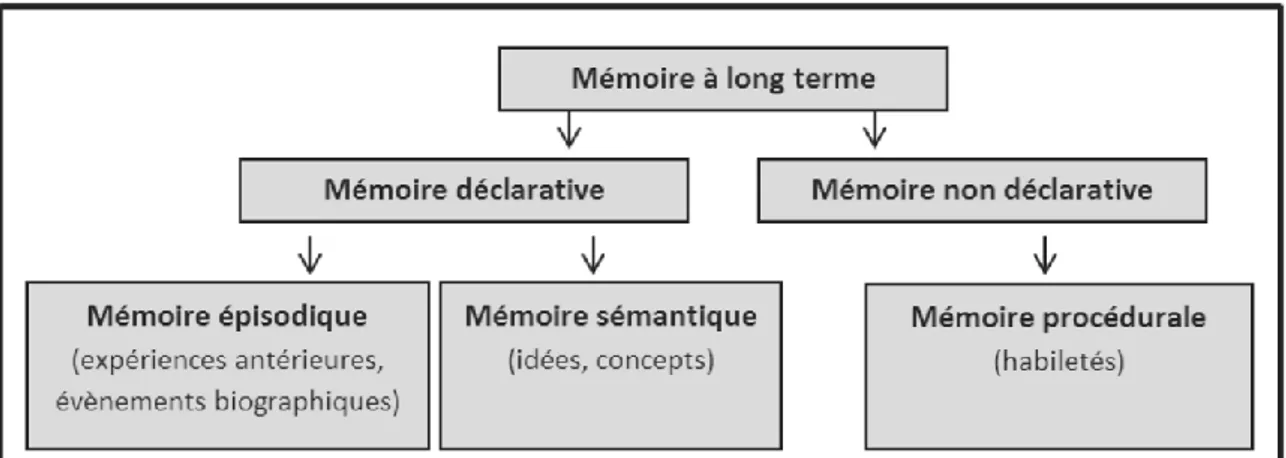 Figure 6 : La mémoire à long terme 