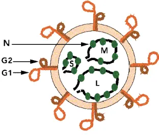 Figure 1 : Représentation schématique d'un hantavirus (30) 
