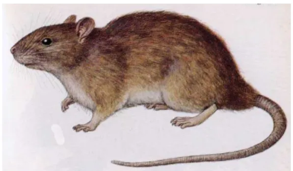 Figure 4 : Le rat noir (Rattus rattus) 