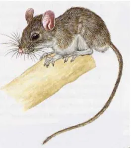 Figure 7 : La souris Sylvestre (Peromuscus maniculatus) 