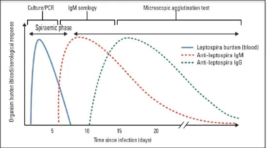 Figure 18 : Réponse immunitaire dans la leptospirose et tests diagnostiques en fonction de la durée  de l'infection (59) 