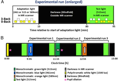 Fig. 1. Experimental protocol. (A) Enlarged view of an experimental run, which started with 10-min exposure to an adaptation light, which could be of shorter (blue, 461 nm), intermediate (green, 515 nm), or longer (orange, 589 nm) wavelength (balanced orde
